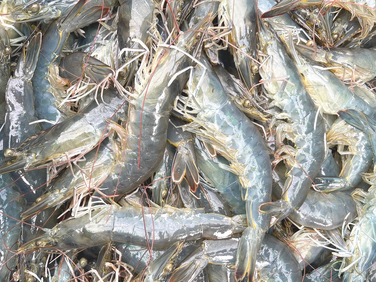 Une ferme d’élevage de crevettes à faible impact environnemental en région liégeoise ?