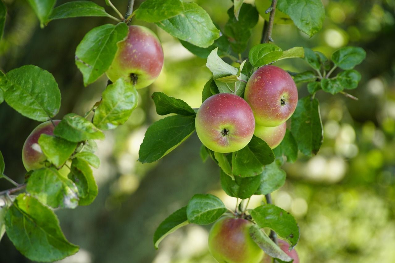 Les réservations d’arbres pour le Week-end de l’Arbre 2025 sont ouvertes