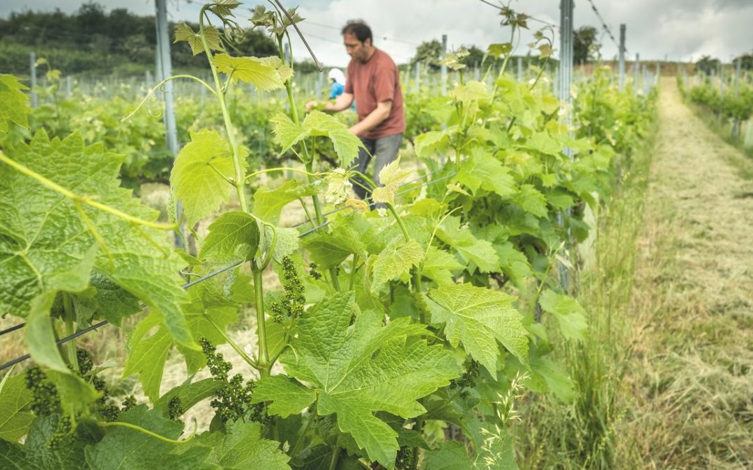 Salon des viticulteurs et dégustation de vins ce samedi au Palais provincial