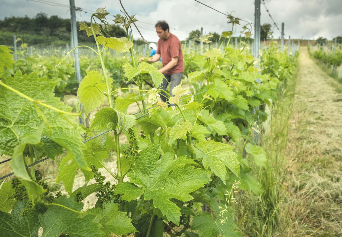 Salon des viticulteurs et dégustation de vins ce samedi au Palais provincial