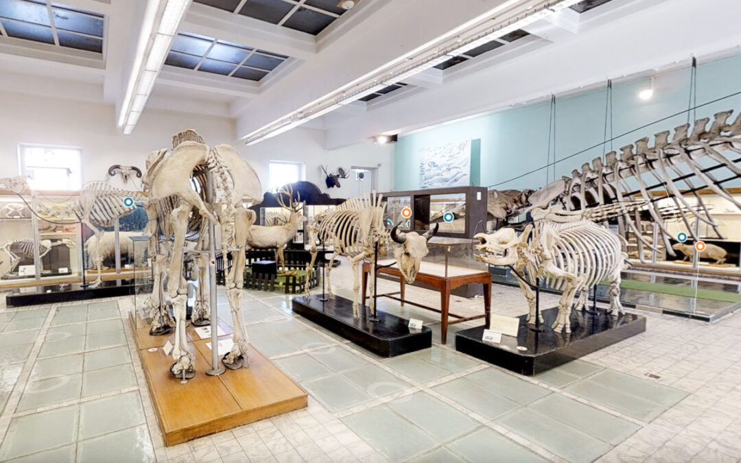 A cause de retards successifs, le musée de zoologie de l’Aquarium-Muséum ne rouvrira pas avant fin 2027