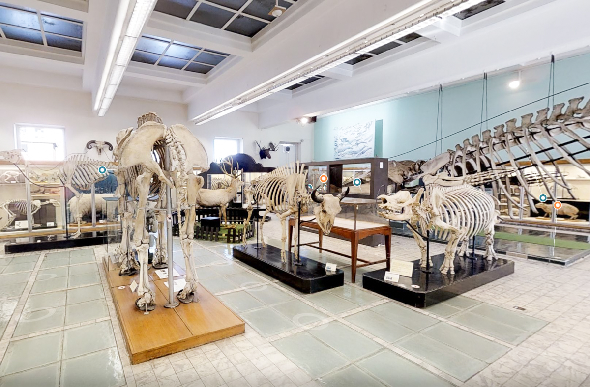 A cause de retards successifs, le musée de zoologie de l’Aquarium-Muséum ne rouvrira pas avant fin 2027