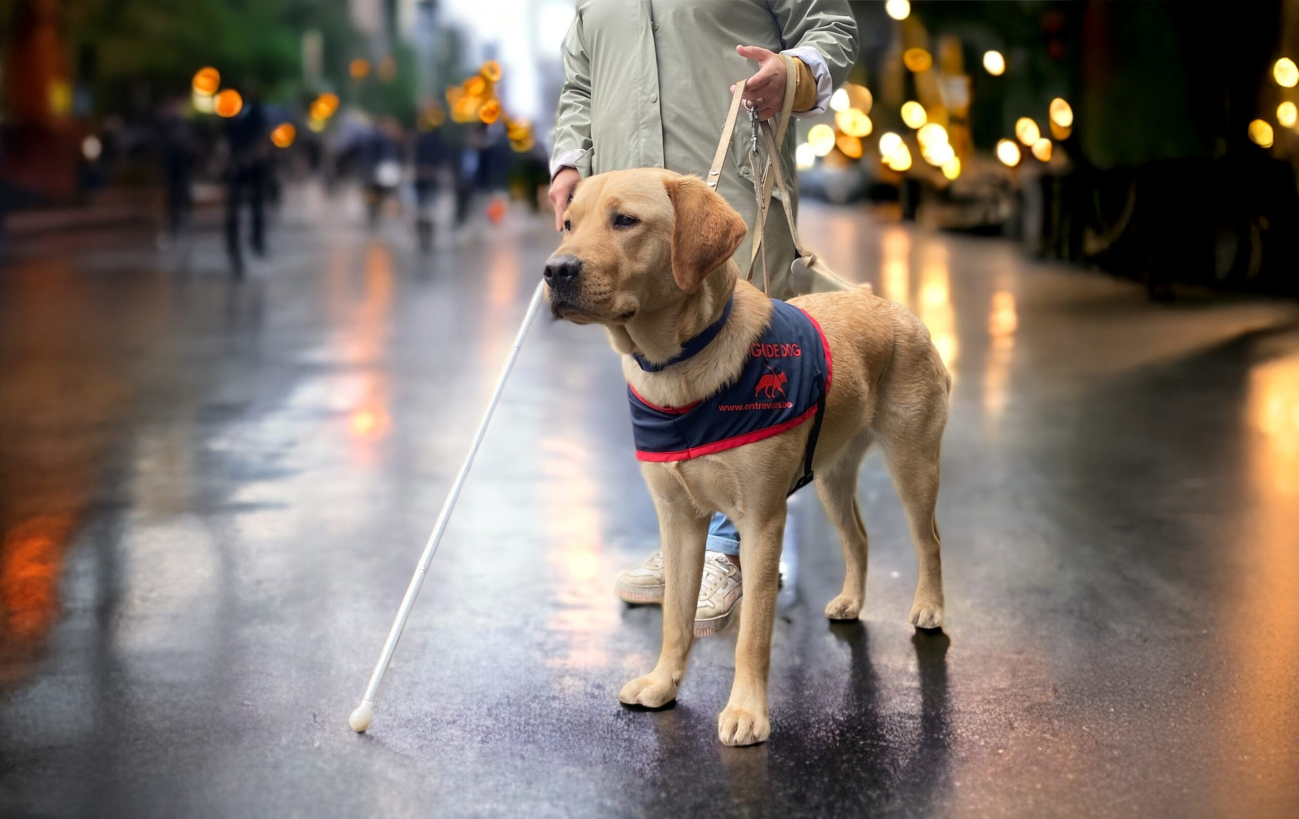 L’opération Violettes est relancée: aidez Entrevues à financer un chien guide