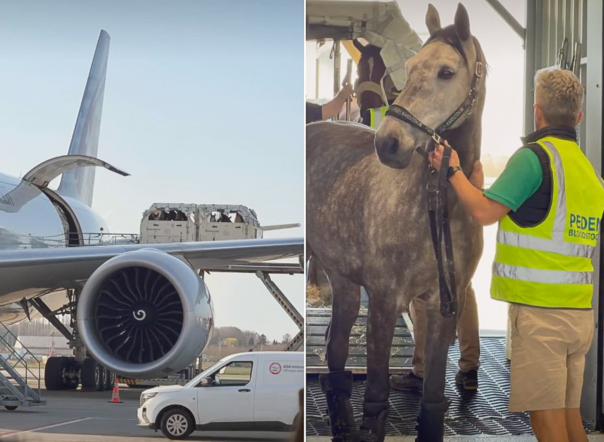 Un pont aérien vers Liège Airport pour « exfiltrer » 150 chevaux du Qatar à cause de la guerre au Moyen-Orient