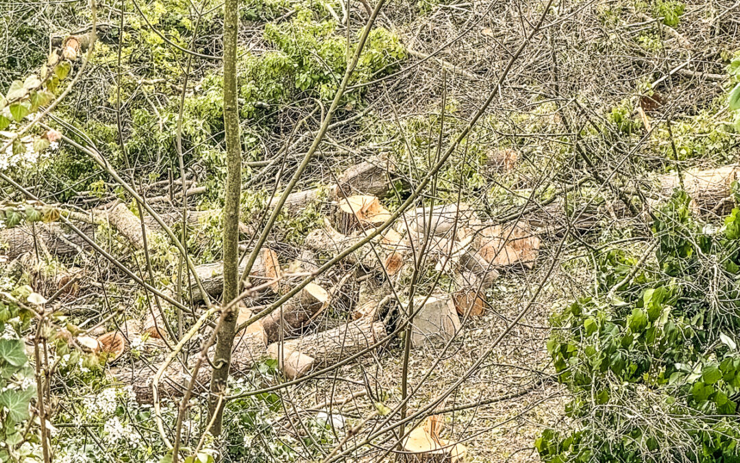 L’évêché fait abattre des dizaines d’arbres sur les Coteaux de la Citadelle sans permis