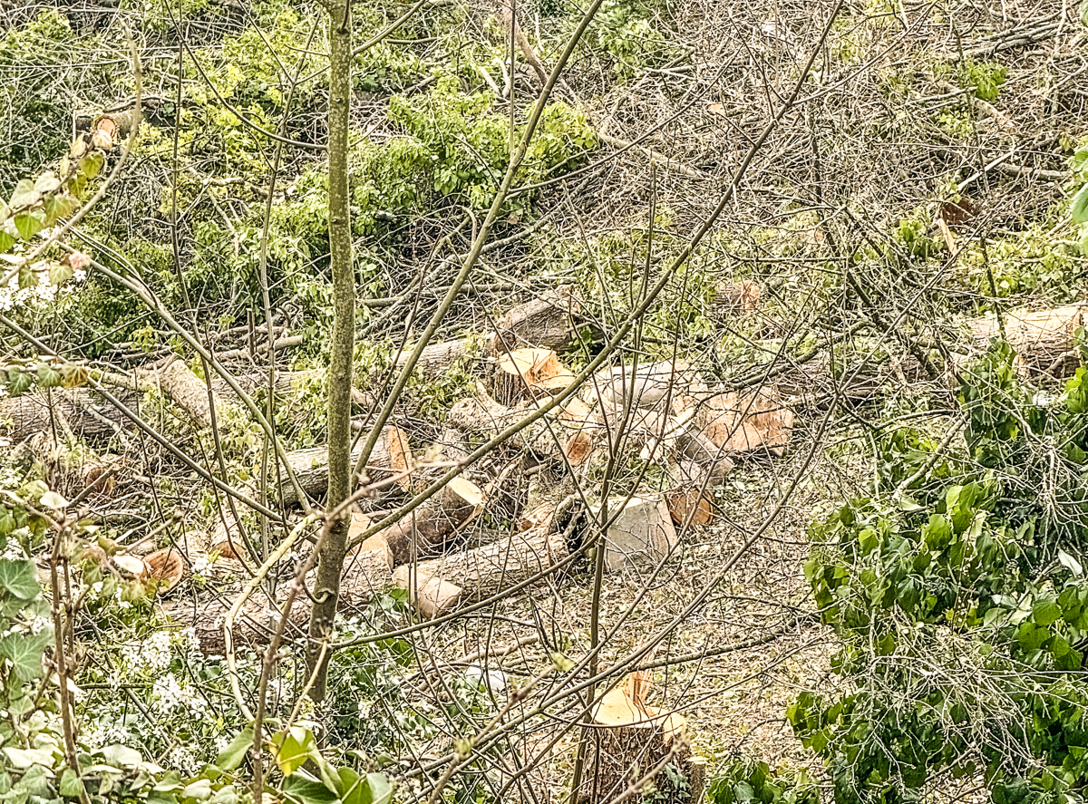 L’évêché fait abattre des dizaines d’arbres sur les Coteaux de la Citadelle sans permis