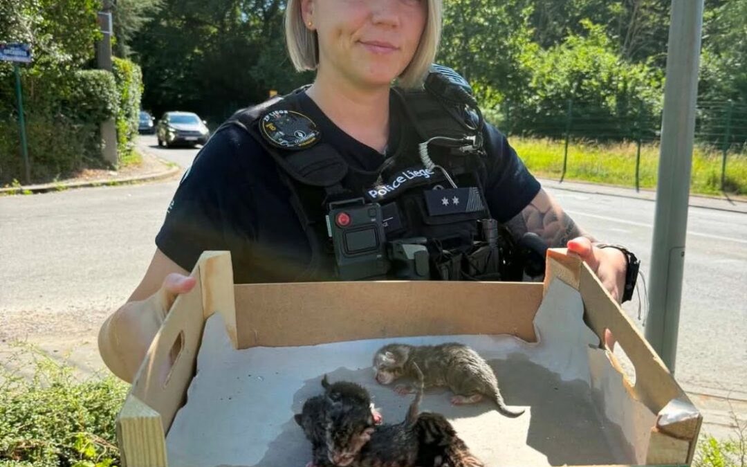 Quatre chatons abandonnés dans une bulle à verre et sauvés par les services de secours