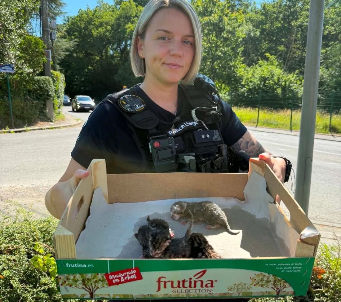 Quatre chatons abandonnés dans une bulle à verre et sauvés par les services de secours