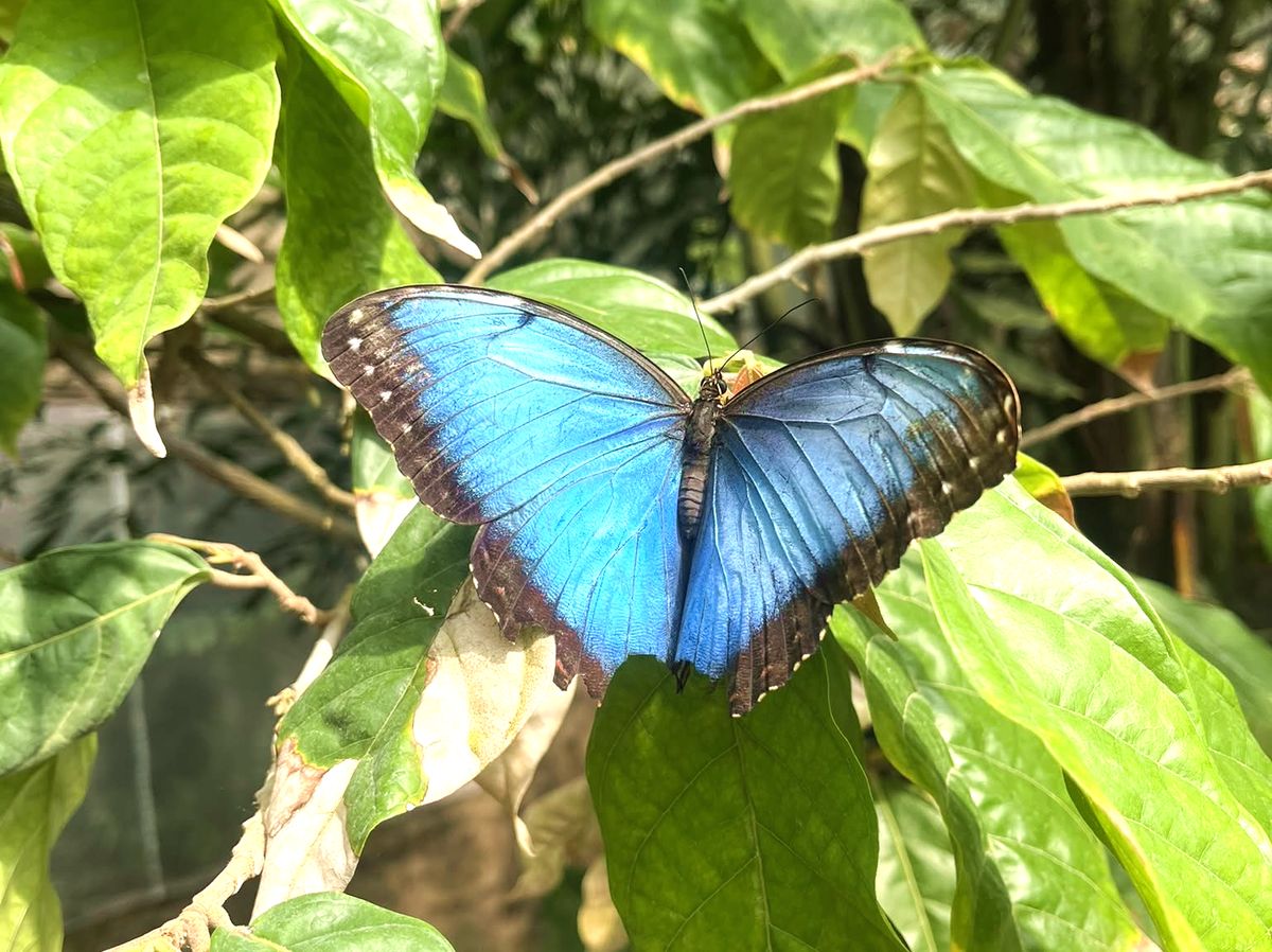 Promenade sensorielle et poétique au milieu de centaines de papillons dans la serre du Sart-Tilman