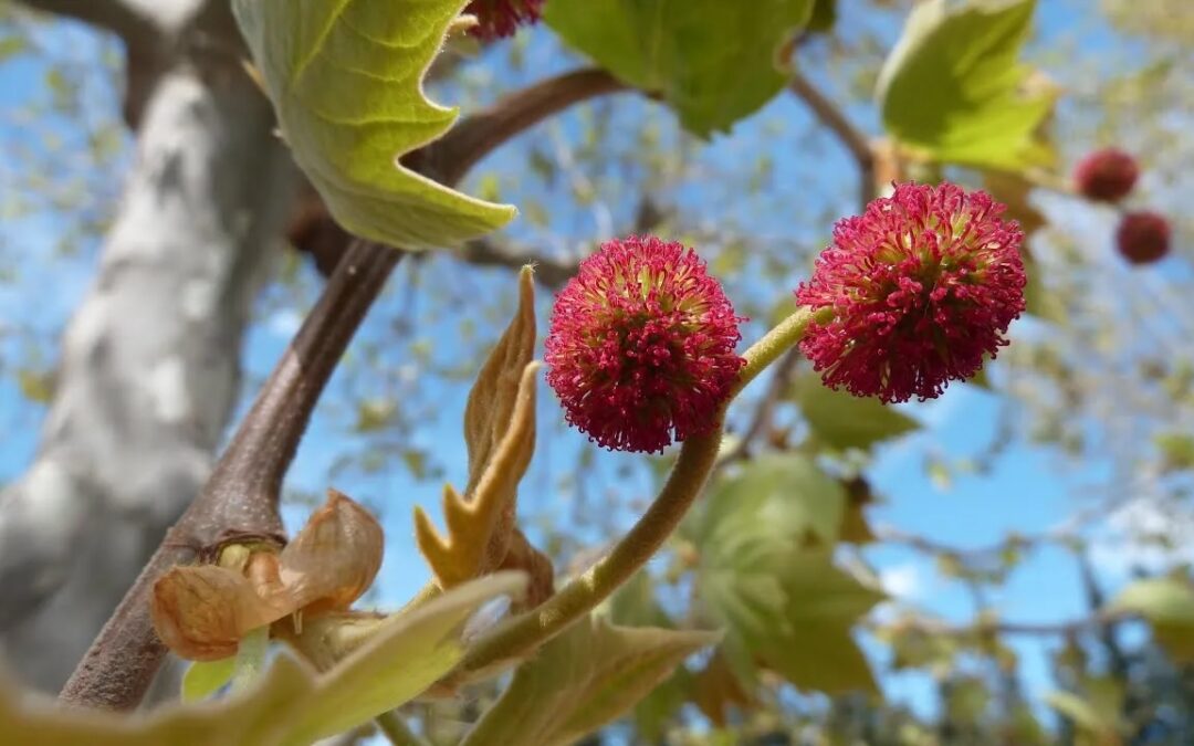 Agenda ► La reproduction sexuée des plantes, quelques aspects par Alain CROIBIEN