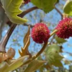 La reproduction sexuée des plantes, quelques aspects par Alain CROIBIEN