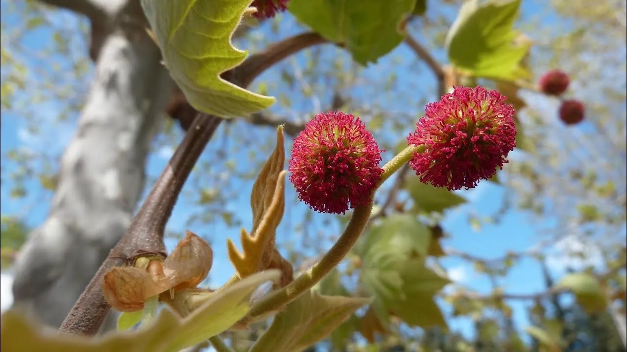La reproduction sexuée des plantes, quelques aspects par Alain CROIBIEN