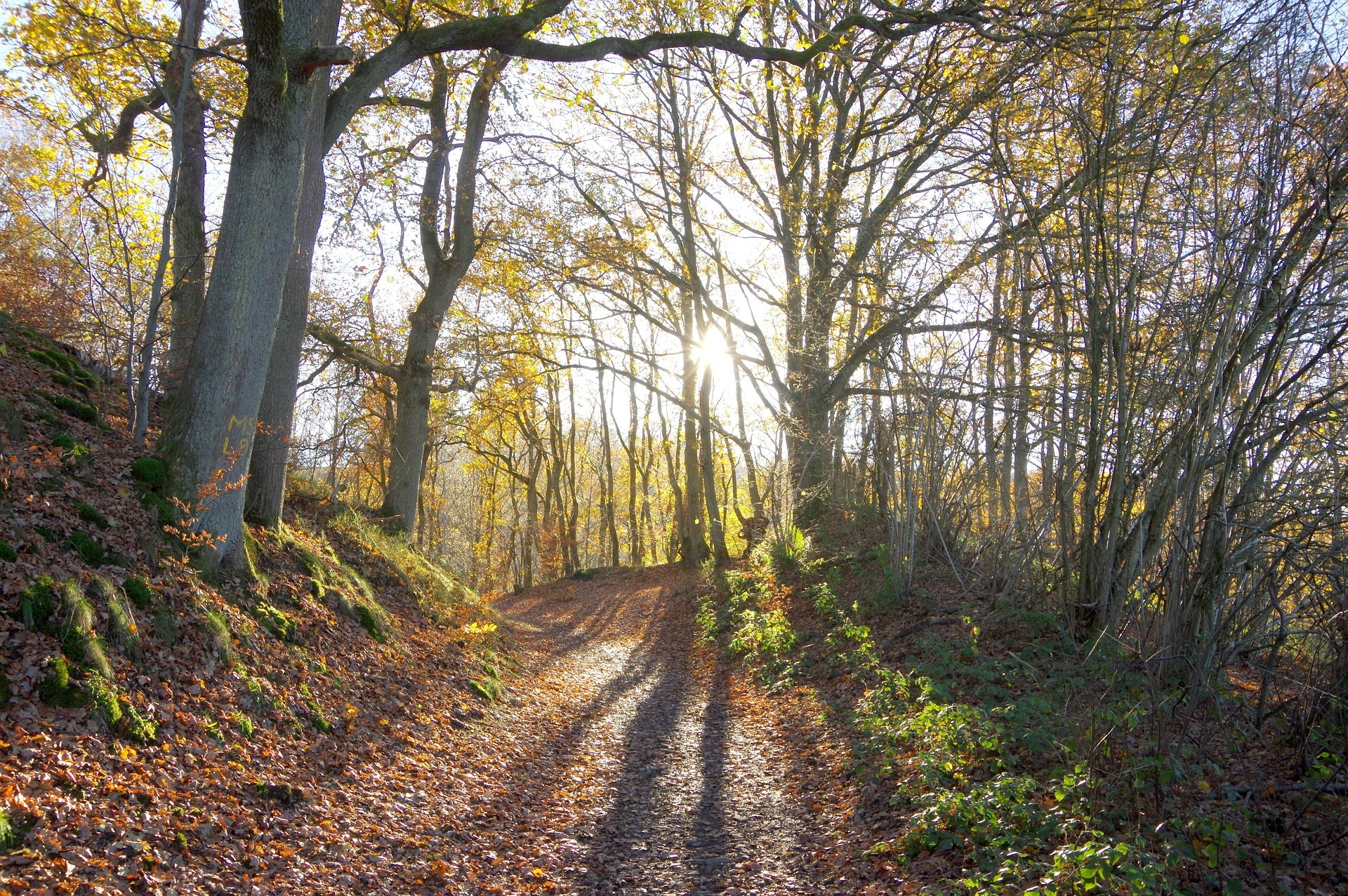 Balade santé dans les bois