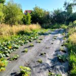 Découverte du maraîchage de Boncelles et chantier collectif