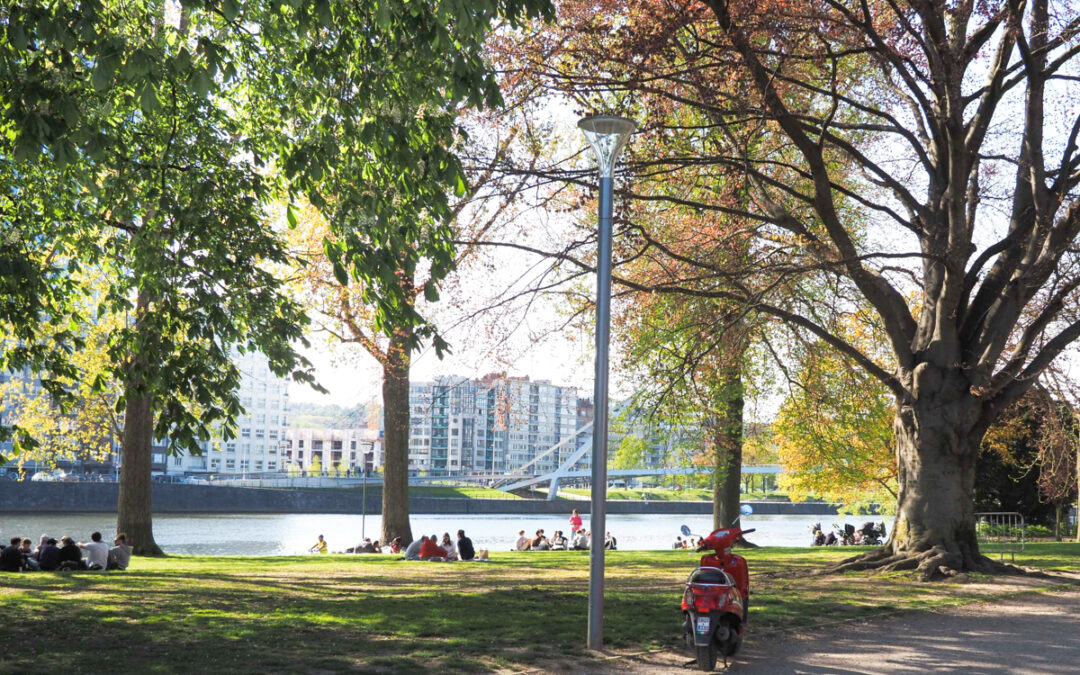 96 nouveaux arbres vont être plantés dans le parc de la Boverie