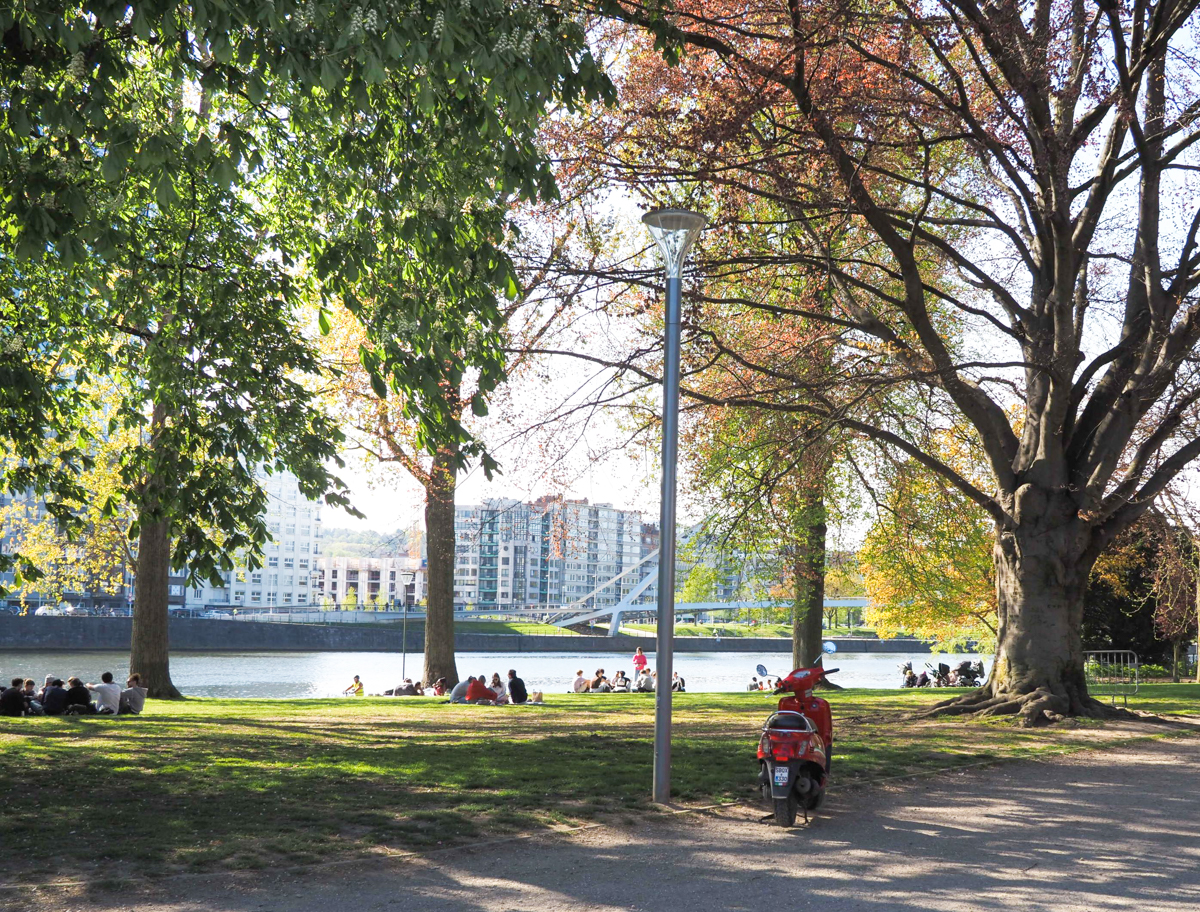 96 nouveaux arbres vont être plantés dans le parc de la Boverie